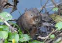 An excellent water vole in Whitchurch