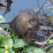 An excellent water vole in Whitchurch