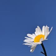Gary Crawford’s daisy on blue sky.