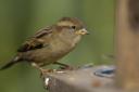 Picture – Ray Kennedy/RSPB/PA Wire