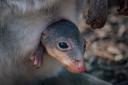 Rare dusky pademelon born at Chester Zoo begins to peek out from mum’s pouch.