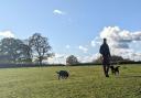 Plans for dog walking field in Overton approved to provide safe space for owners