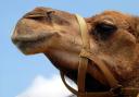 A camel. Pic: Pixabay.