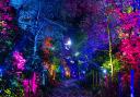 BeWILDerwood Cheshire - Glorious Glowing Lantern Parade