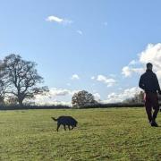 Plans for dog walking field in Overton approved to provide safe space for owners