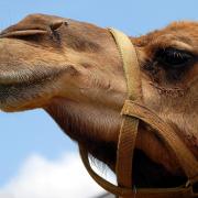 A camel. Pic: Pixabay.