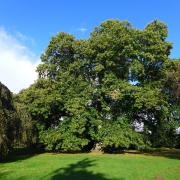 The Wrexham sweet chestnut tree, winner of tree of the year.