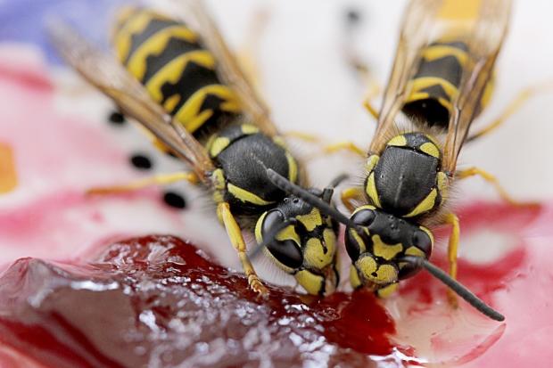 Why do wasps follow you? How to avoid being chased by wasps this summer. (PA)