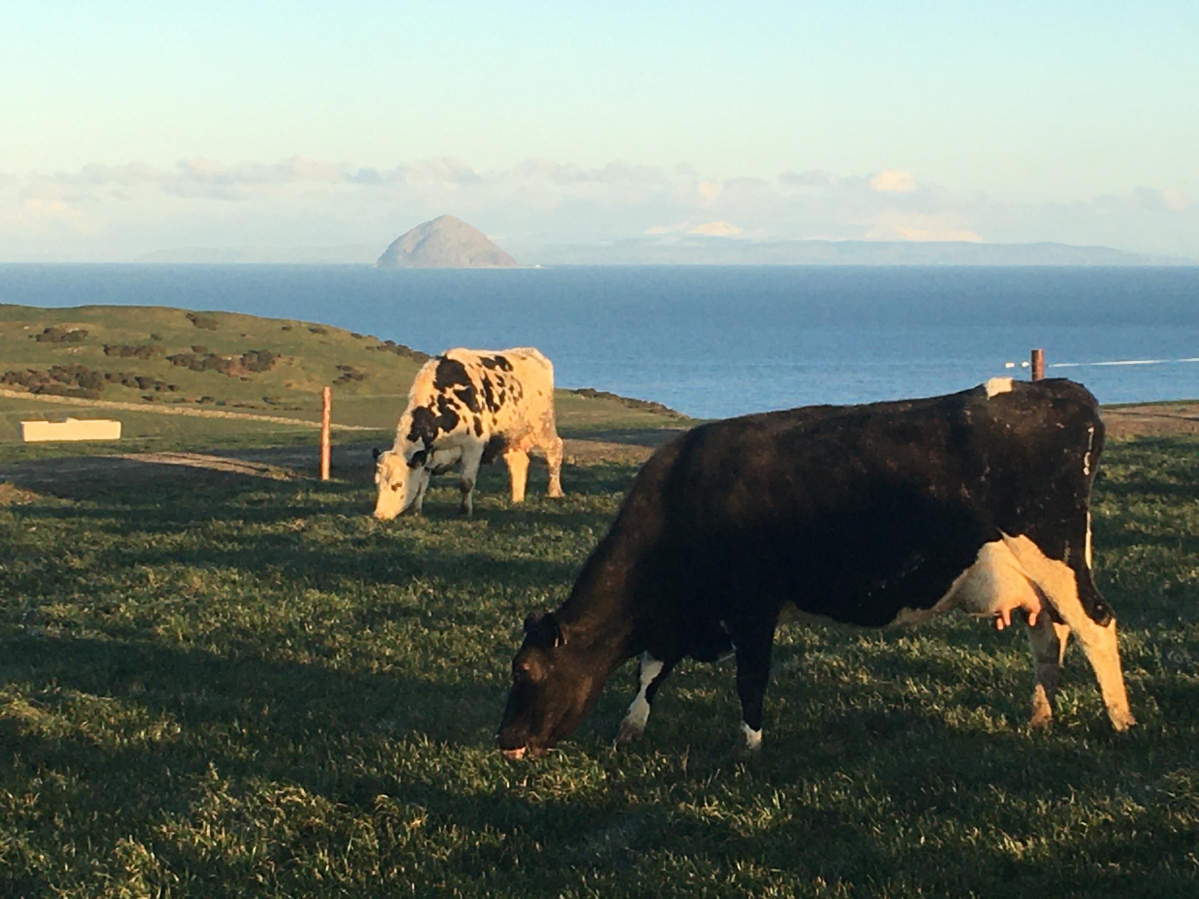 Glenapp’s freshly calved cows enjoying a spectacular view and a frosted nibble of a pure stance of AstonEnergy grass on Monday 8th of February 2021 at Ballantrae. Jim Murray, the Dairy Manager at Glenapp reported calving was progressing well with 