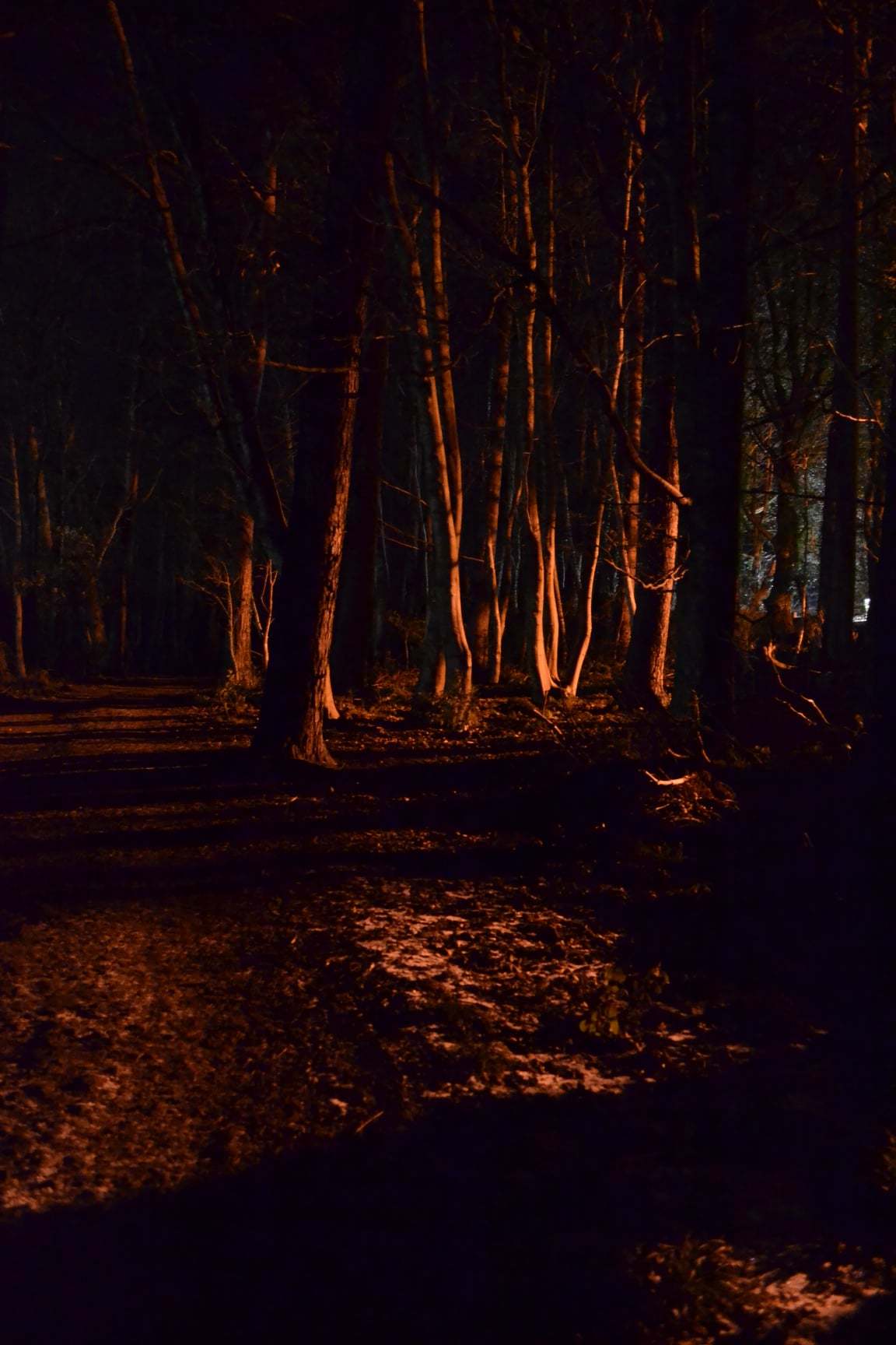 Yan Jordans eerie picture of the Duchess Wood in the dark