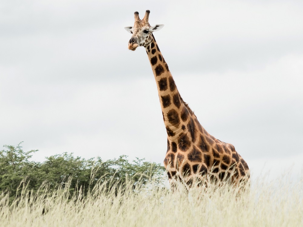 Rothschilds giraffe in Uganda - a species that Chester Zoo and its partners are fighting to protect.