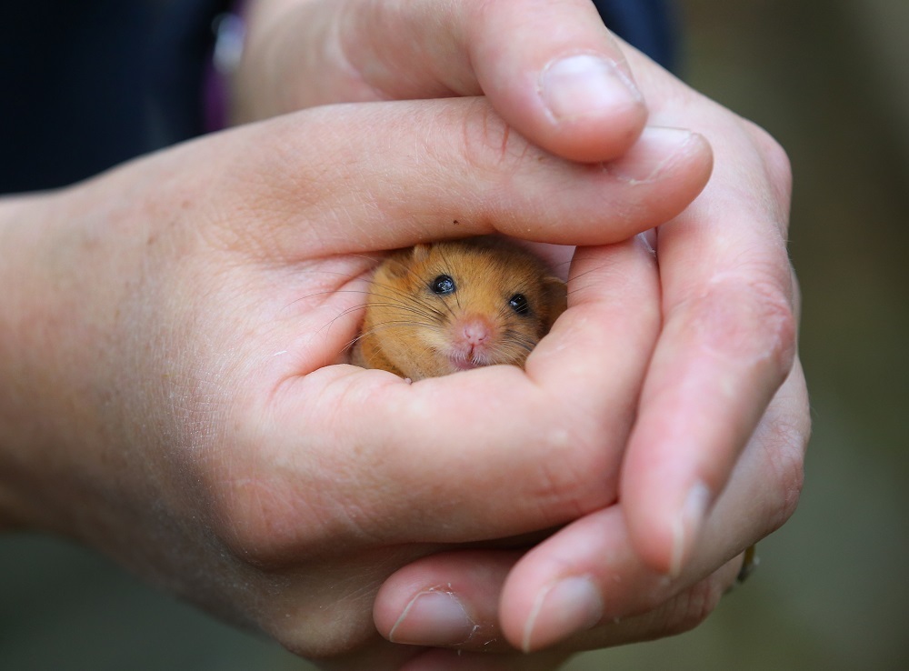 Chester Zoo conservationists collect data as part of a 10-year dormouse study, in woodland in Bontuchel, North Wales. Picture by Dave Thompson/Chester Zoo