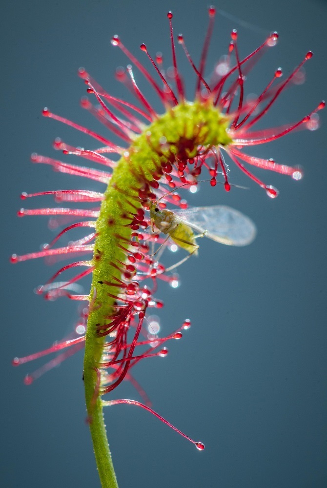 Chester Zoo is helping the great sundew, a rare carniverous plant, to make a comeback in Manchester after a 150-year absence.