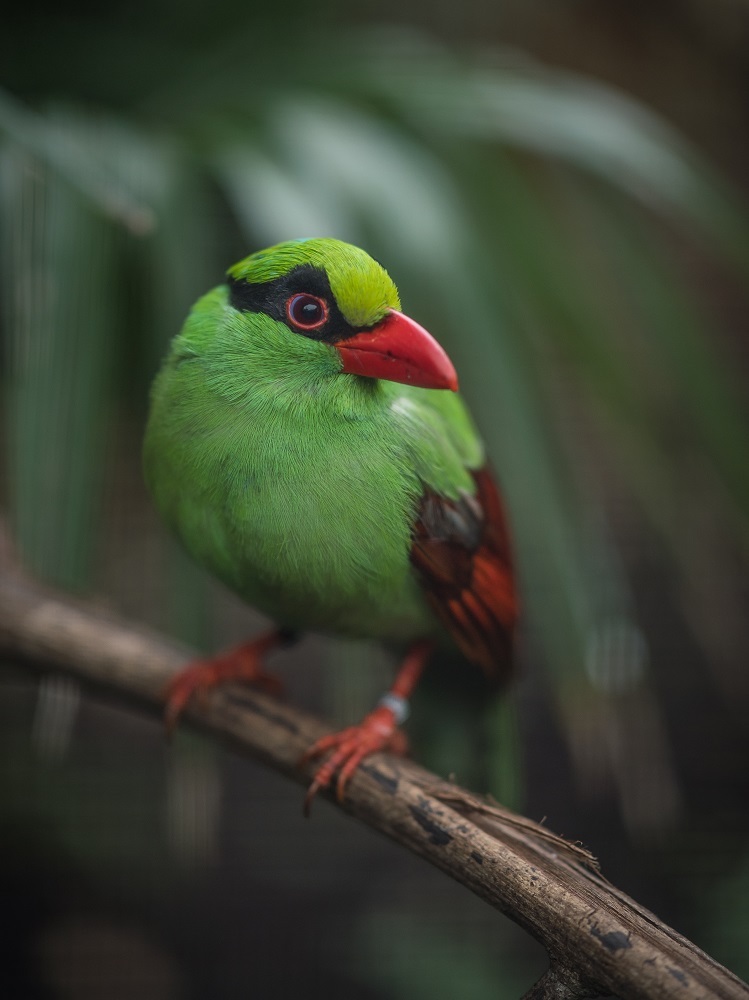 The Javan green magpie is just one species Chester Zoo conservationists have helped save from extinction.