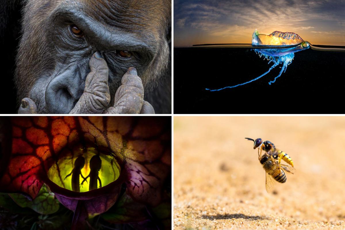 The most stunning shots from the Nature TTL Photographer of the Year Awards. (TTL/PA)