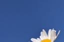 Gary Crawford’s daisy on blue sky.