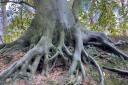 Spooky tree roots. Picture by Caroline Barrett.