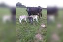 It is rare for cows to give birth to three healthy calves.