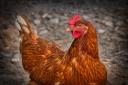Chicken farm expansion plans unanimously approved by councillors