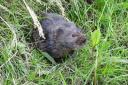 Whitchurch has a thriving water vole population.