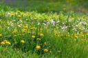 Long grass with flowers in a garden (Butterfly Conservation/PA)