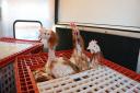 Battery hens have been re-homed at Overton