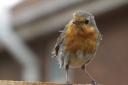 THIS fantastic snap of a robin perched on a fence was taken by Globe reader Gaynor Clarke. Every week on the Globe’s letters page we publish a picture taken by one of our readers. You can share your images on our Facebook page, tweet @ WIRRALGLOBENE