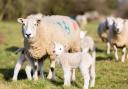 Sheep worrying incidents have been on the rise in recent years, with lambing season a particular concern for farmers