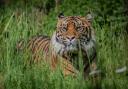 New Chester Zoo arrival, Sumatran tiger Dash.