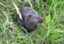 Whitchurch has a thriving water vole population.
