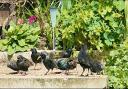 This starlings were sharing a meal with a blackbird. Picture by Laura Butler
