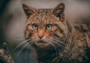 The wild cat is classified as critically endangered.