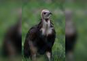 The Horstmann Trust has worked to save the hooded vulture.