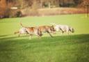Hunting group has been accused of losing control of its hounds