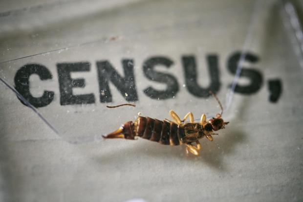Whitchurch Herald: An insect, which died at some point in the last 100 years, being removed from the pages of the 1921 Census at the Office for National Statistics (ONS) near Southampton. Photo via PA.