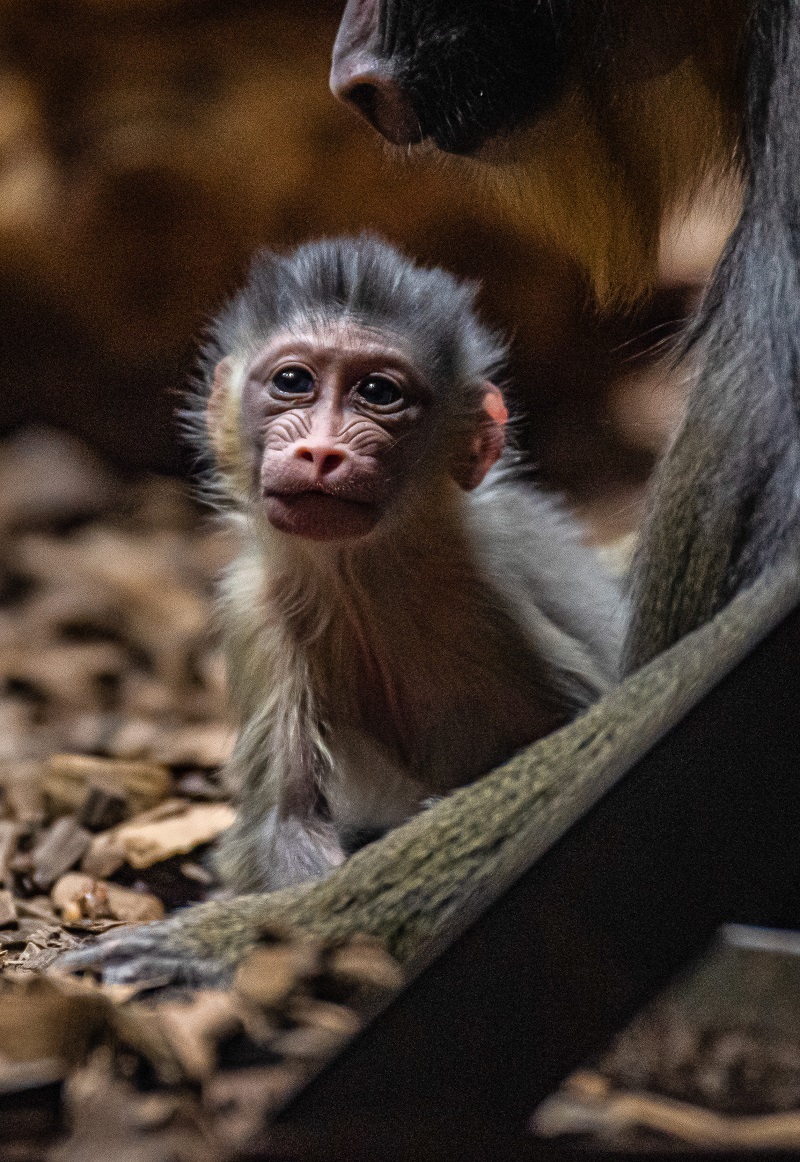 Adorable baby mandrills have been born at Chester Zoo after a 10-year wait.