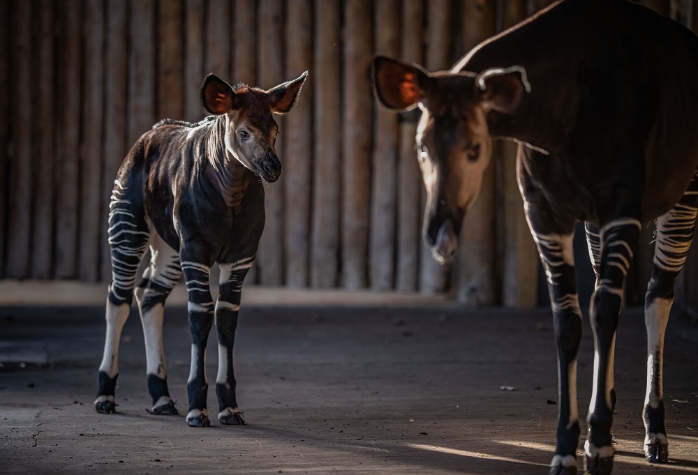 Kora, an incredibly special rare baby okapi, has taken her first outdoor adventure at Chester Zoo.