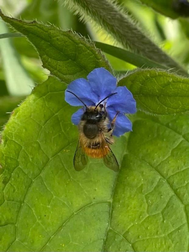 Whitchurch Herald: Bees in the garden. Picture by Claire Mayers.
