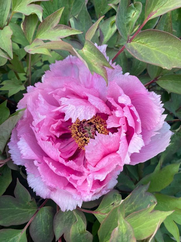 Whitchurch Herald: Peony in full bloom. Picture by Laura Butler.