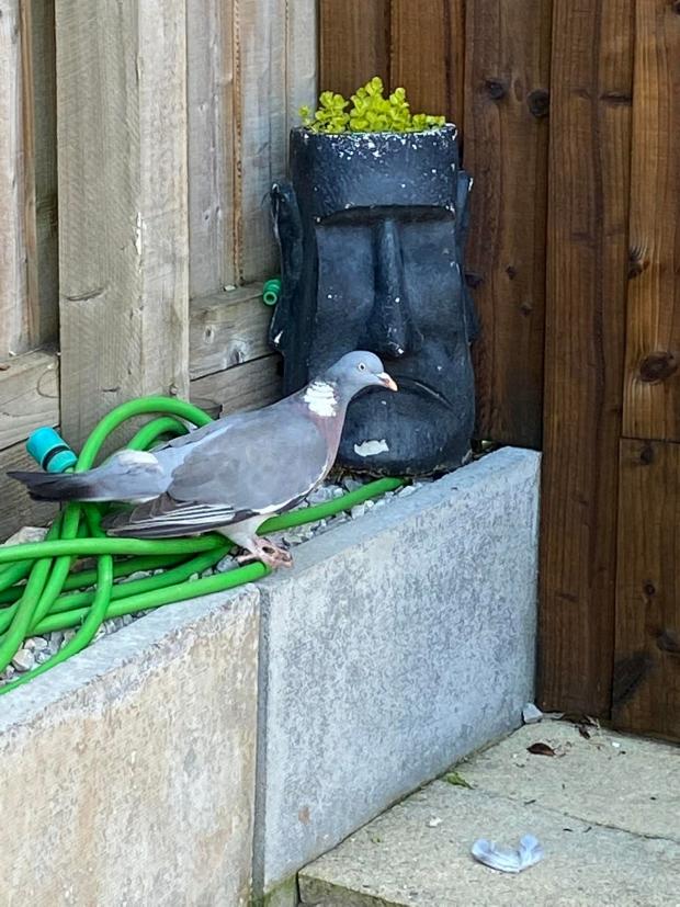 Whitchurch Herald: A garden visitor. Picture by Hev Harding.
