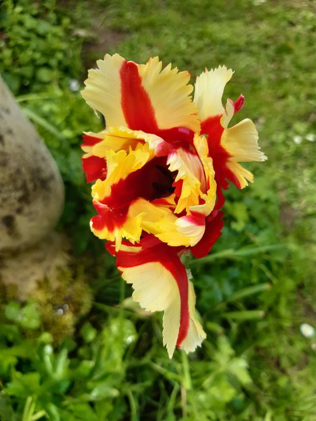 Whitchurch Herald: A colourful flower. Picture by Gina Williams.