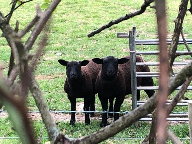 Whitchurch Herald: Ever had the feeling of being watched? Picture by Lorraine Jones.