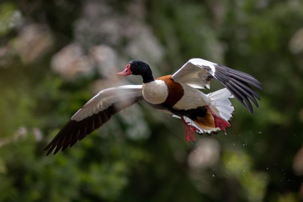 Whitchurch Herald: Male Shelduck landing on the canal at Whixall. Picture by Steve Beech.