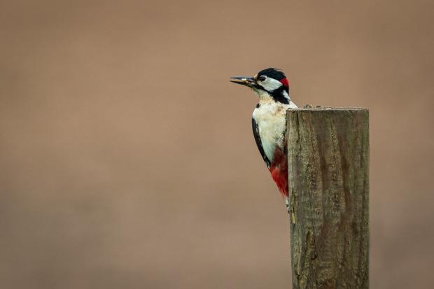 Whitchurch Herald: A woodpecker. Picture by Steve Beech.