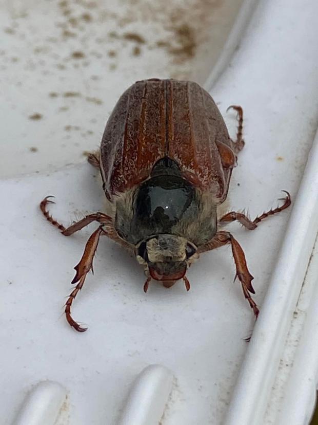 Whitchurch Herald: A May Beetle. Picture by Hev Harding.