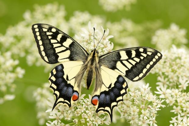 A swallowtail butterfly.