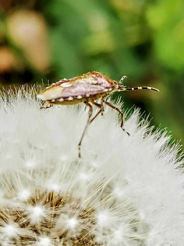 Whitchurch Herald: An insect chilling out on a dandelion. Picture by Tim Dickenson.