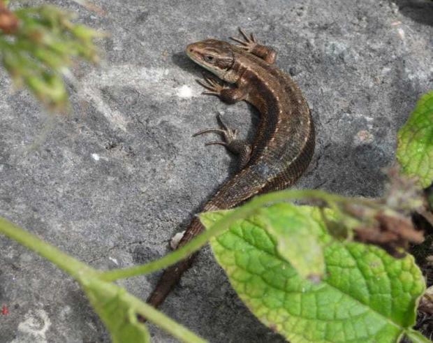 Whitchurch Herald: Common lizard on Prees Heath. Picture by Kate Long.