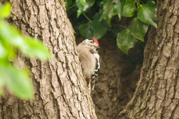 Whitchurch Herald: Woodpecker fledgling waiting in a tree. Picture by Laura Butler.