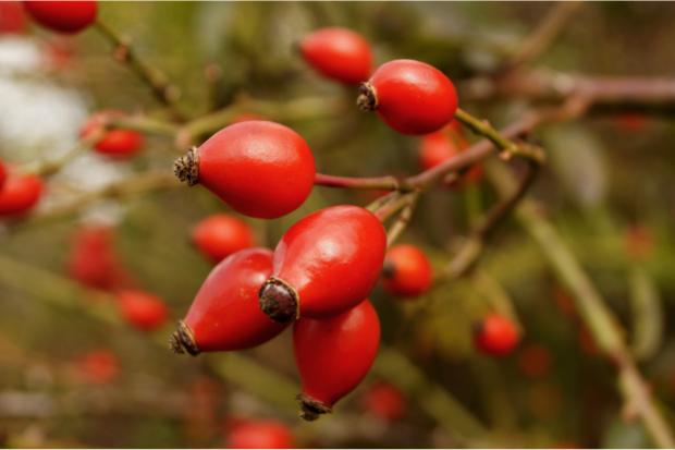 Whitchurch Herald: Rosehip (Canva)